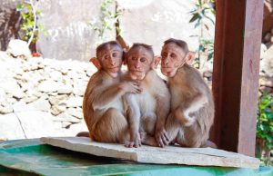 Three monkeys sitting close together. | Zoo and attractions near Little Rock, AR.